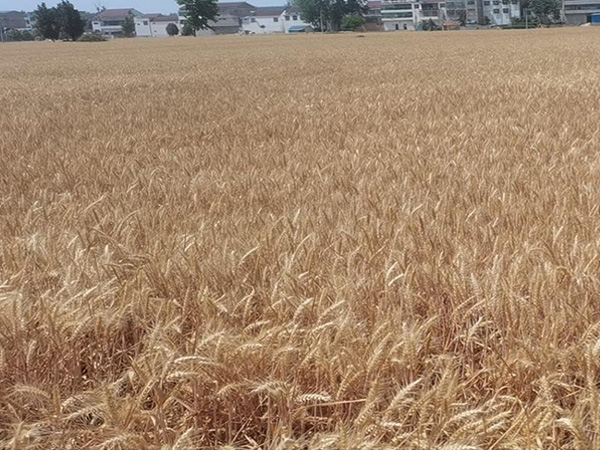 握别五月，，，，，迎接六月的美好